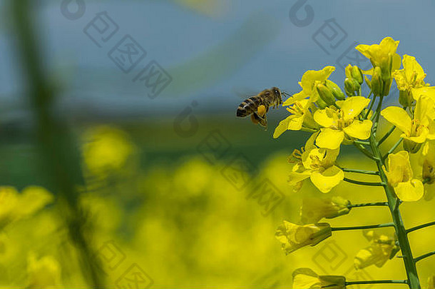 场培养油菜花农业蜜蜂花特写镜头