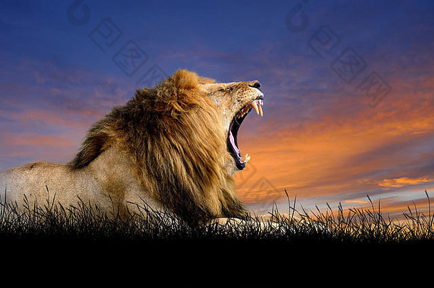 狮子背景日落天空