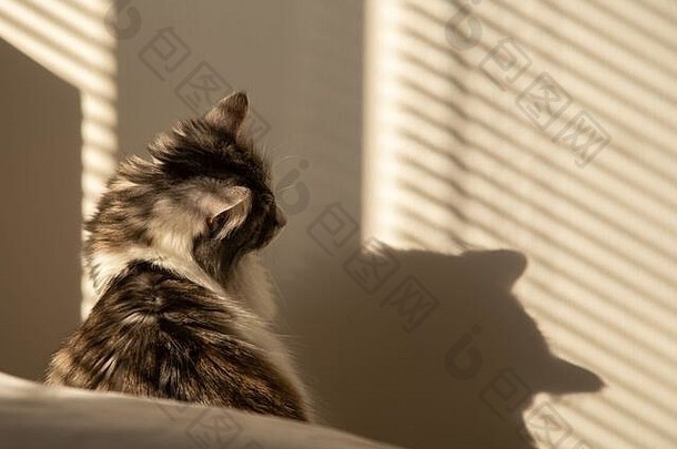 毛茸茸的国内猫太阳光影子白色墙
