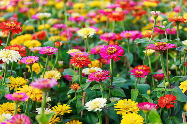 美丽的色彩斑斓的非洲菊花盾天山花春天兵盾花浮动市场西贡越南