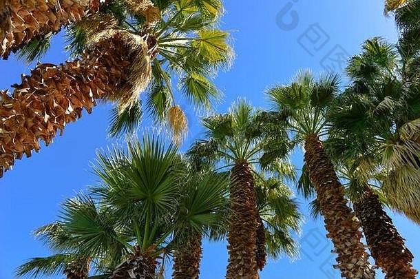 向上视图剃风扇棕榈树树干吹的叶子阳光蓝色的天空美国