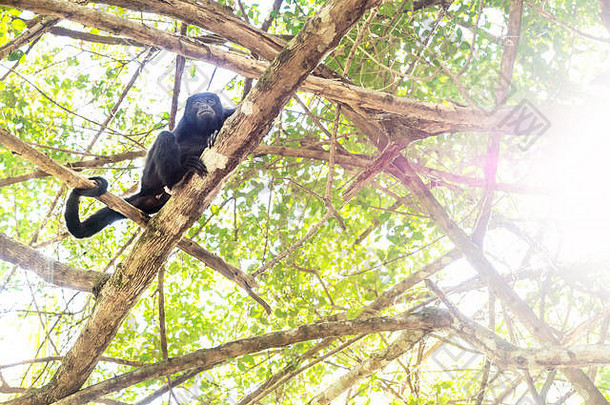 吼猴子sunlightened树绿色叶子remate佩滕危地马拉