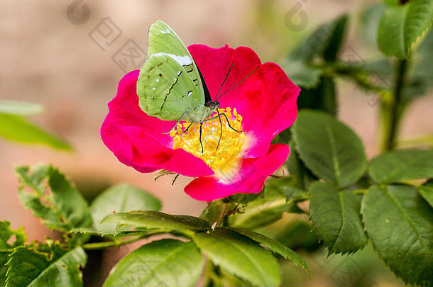 美丽的盛开的野生玫瑰布什狗玫瑰蔷薇属叶