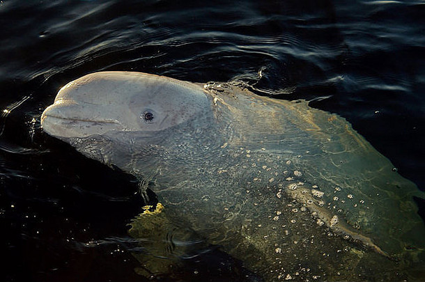 <strong>白白</strong>色鲸鱼delphinapterus莱夫卡斯岛