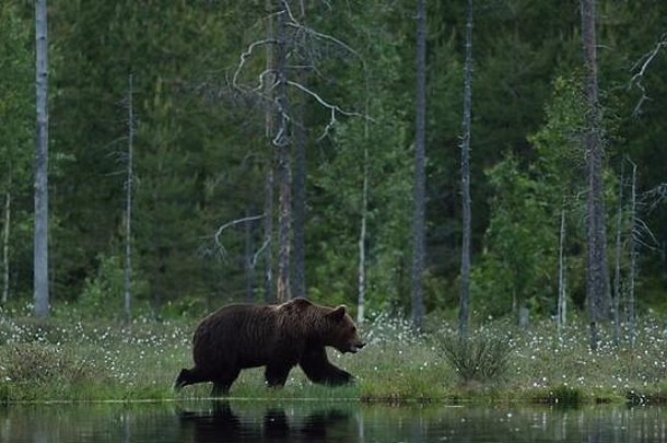 棕色（的）熊熊属arctos走边缘水森林背景棕色（的）熊走海岸棕色（的）熊走沼泽