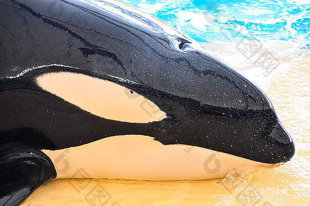 哺乳动物虎鲸杀手鲸鱼鱼