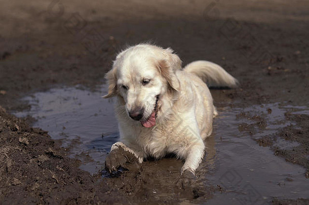 有趣的图片美丽的受过严格训练的狗快乐说谎泥泞的水坑