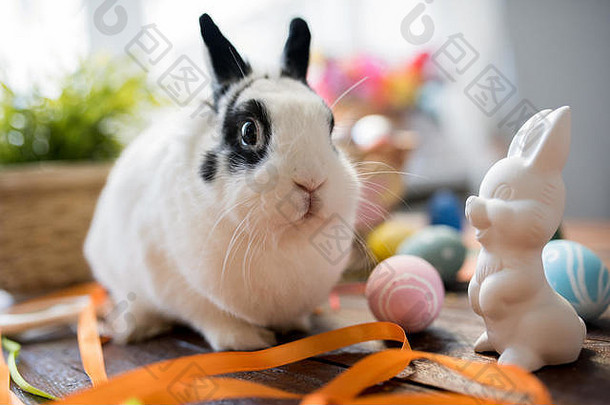 宠物复活节兔子