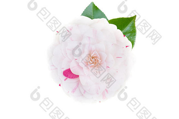 白色粉红色的Bicolor山茶花正式的双形式花叶子孤立的白色