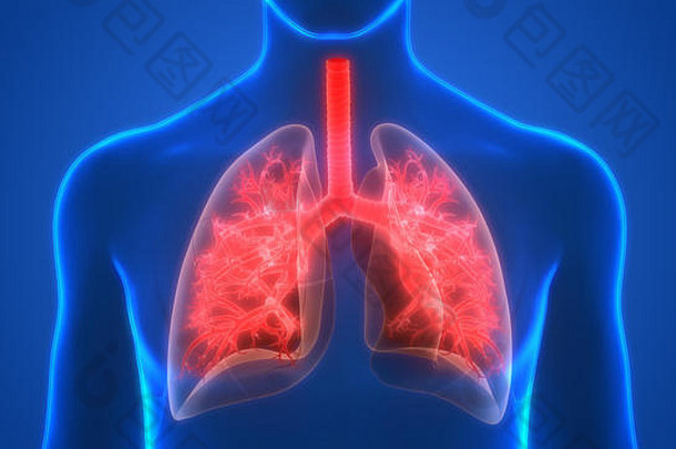 人类呼吸<strong>系统</strong>肺解剖学