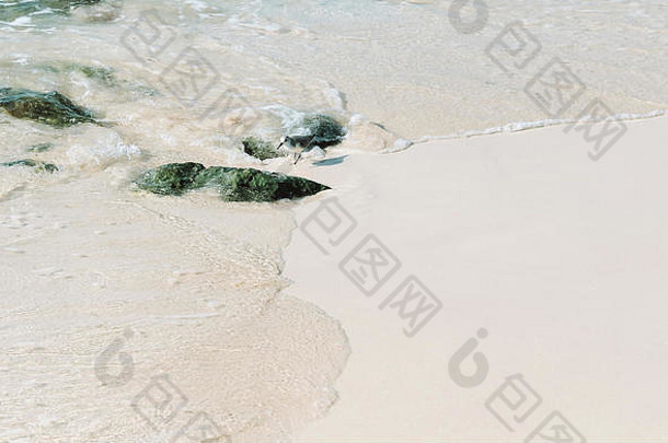 海鸥运行波海滩夏天时间假期概念