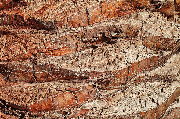 纹理棕榈树树皮自然背景