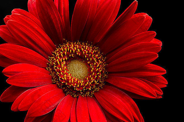 单红色的非洲菊<strong>黑色</strong>的背景