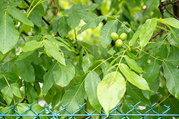 绿色胡桃木日益增长的树成熟夏季