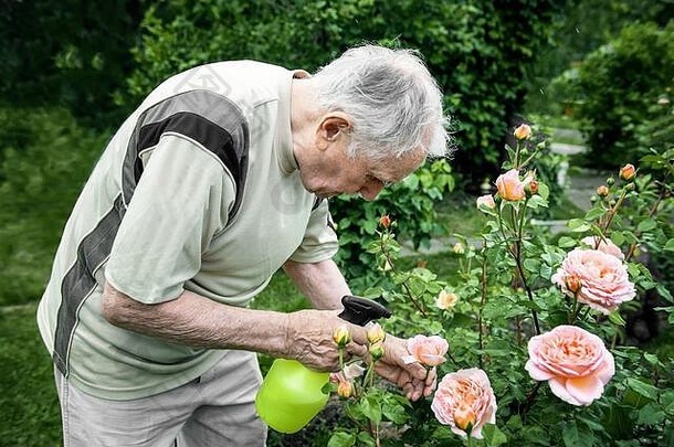 肖像英俊的上了年纪的男人。年日益增长的玫瑰花园园艺花卉栽培上了年纪的园丁喷雾玫瑰打架