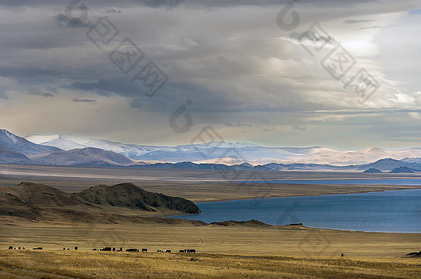 秋天天气早期雪马群托尔博湖olgiikhovd路西方蒙古