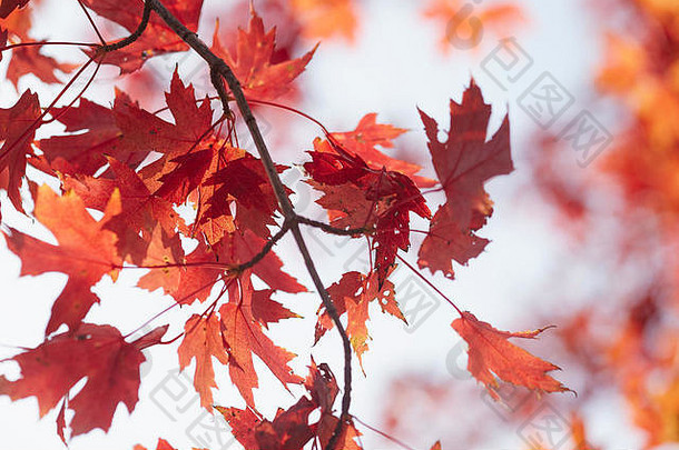 枫木树秋天库珀斯敦纽约美国