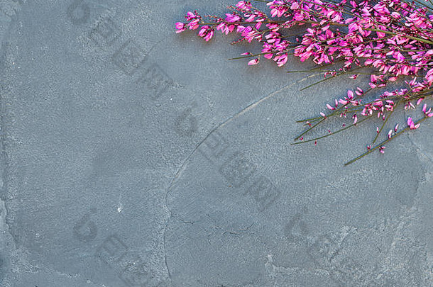 紫色的春天盛开的树分支灰色混凝土石头背景前视图复制空间