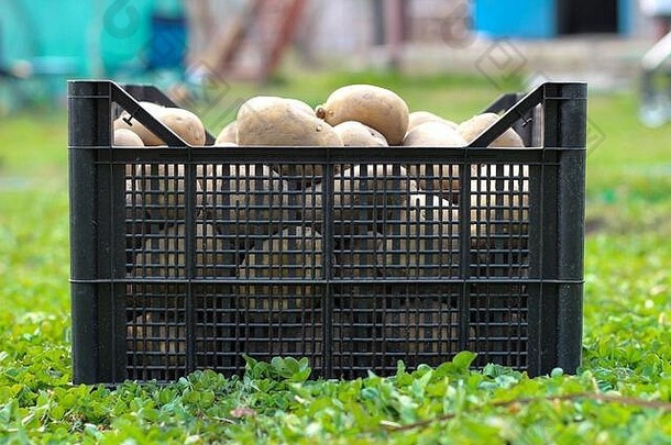 种植土豆塑料盒子站绿色草一边视图