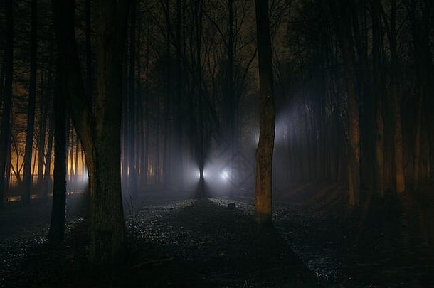 黑暗令人毛骨悚然的多雾的森林晚上