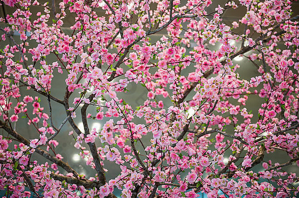 樱桃开花装饰庆祝一年