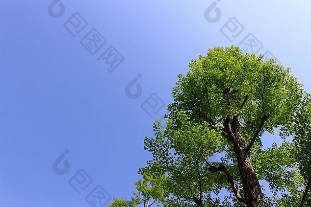 大树新鲜的绿色叶子站清晰的春天天空