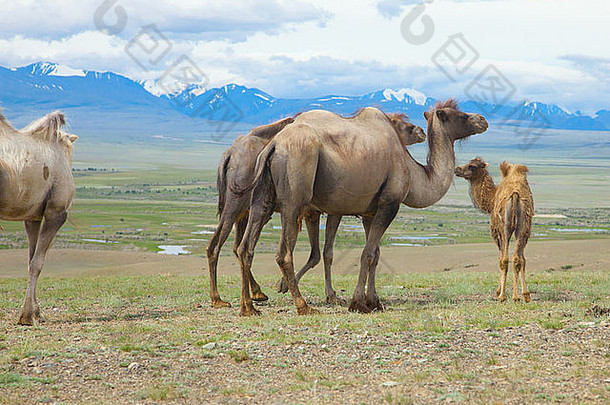 大夏的骆驼大草原蒙古阿尔泰