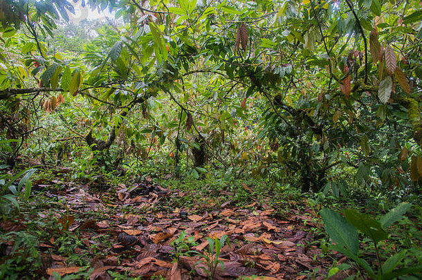 有机可可种植园日益增长的巴西雨森林