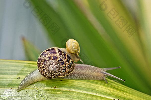 大蜗牛携带小蜗牛回来花园夏天