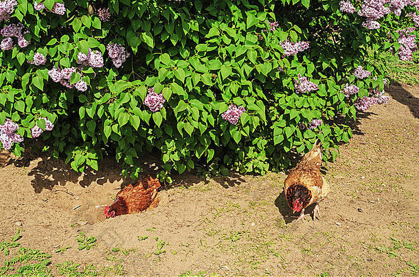 鸡开花淡紫色院子里农村房子