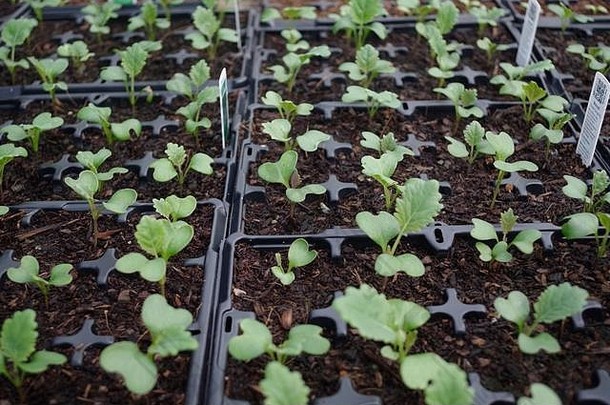 插头植物幼苗日益增长的聚隧道利德科特托儿所中期德文郡8月