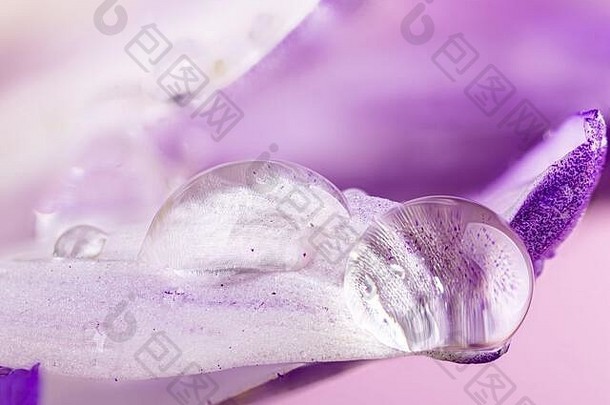 宏照片水滴花瓣紫色的黛西