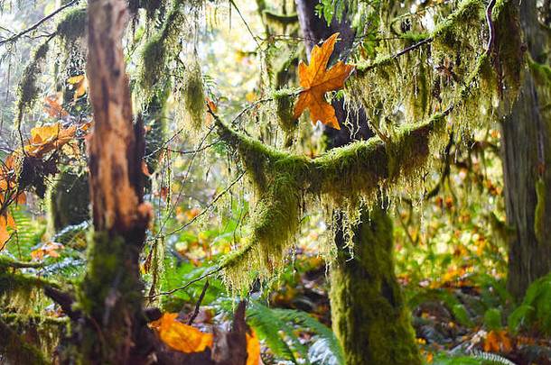 绿色长满青苔的热带雨林树分支机构覆盖橙色秋天叶子改变颜色