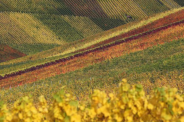 色彩斑斓的葡萄园酒架秋天酒葡萄