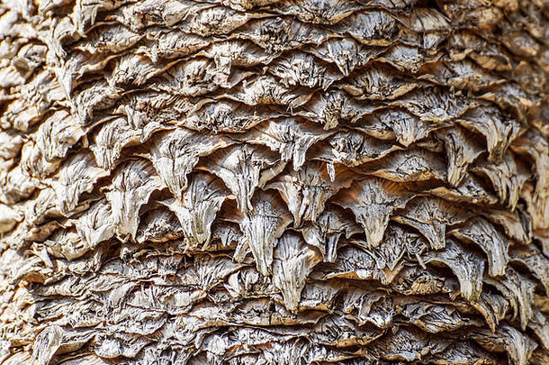 自然模式树皮树干日期棕榈树