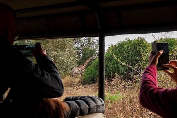 游客采取照片相机手机长颈鹿
