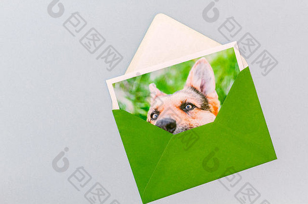 绿色信封印刷照片德国牧羊人狗肖像光蓝色的背景