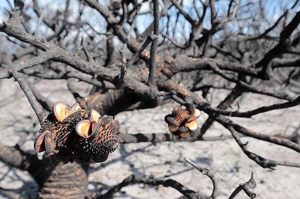 拔克西木属树分散种子烧森林大火
