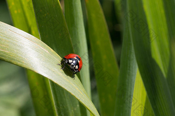 小Marienkäfer在一个格拉沙姆小瓢虫叶片草