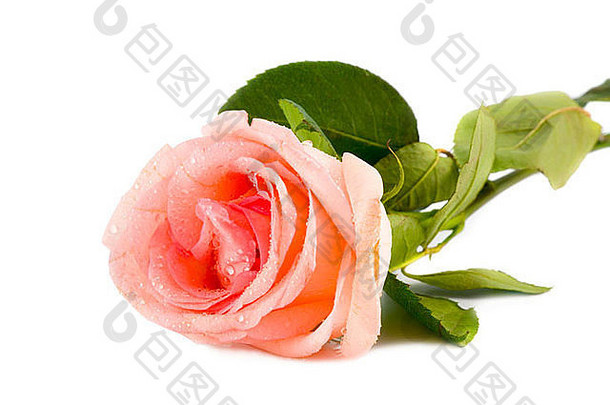 粉红色的玫瑰水滴白色背景