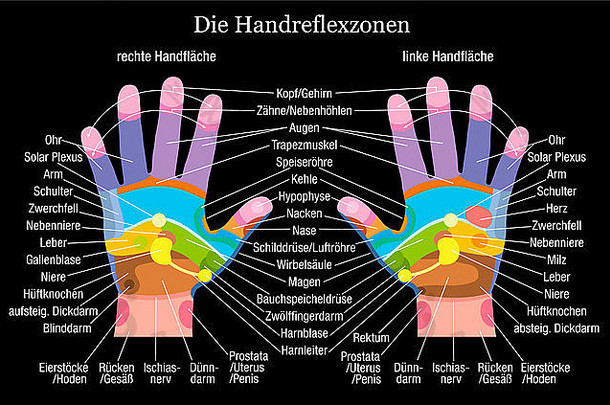 手反射疗法图表准确的描述内部器官身体部分