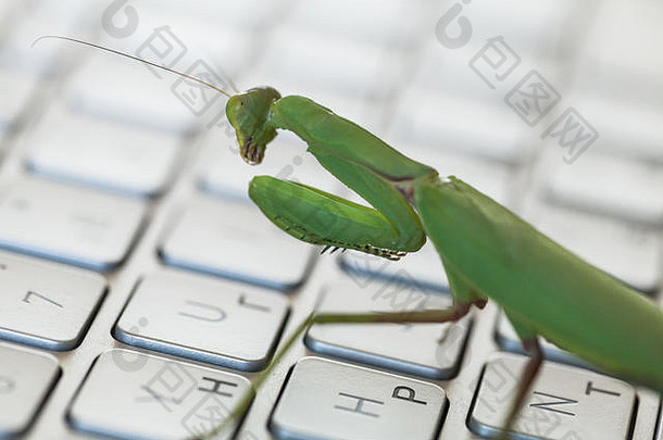 软件错误比喻螳螂走移动PC键盘