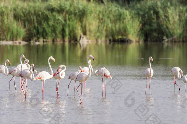帕特粉红色的火烈鸟涉水咸水域camargue湿地法国