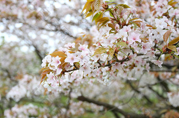 <strong>白色樱花</strong>花樱桃花朵日本花园花节日日本夏天