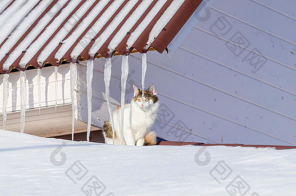 美丽的印花棉布的猫走雪屋顶房子基蒂坐着屋顶前阳光明媚的圣诞节一天