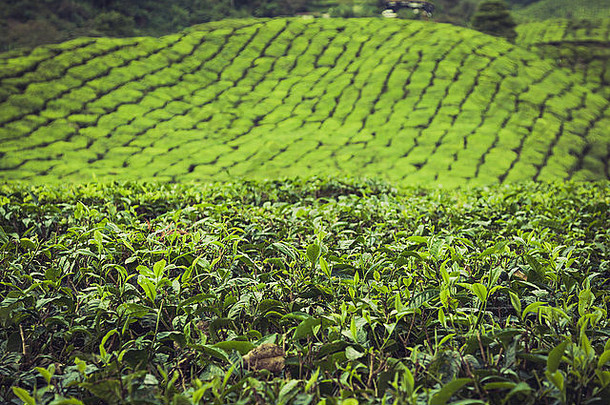 景观视图茶种植园卡梅隆高地