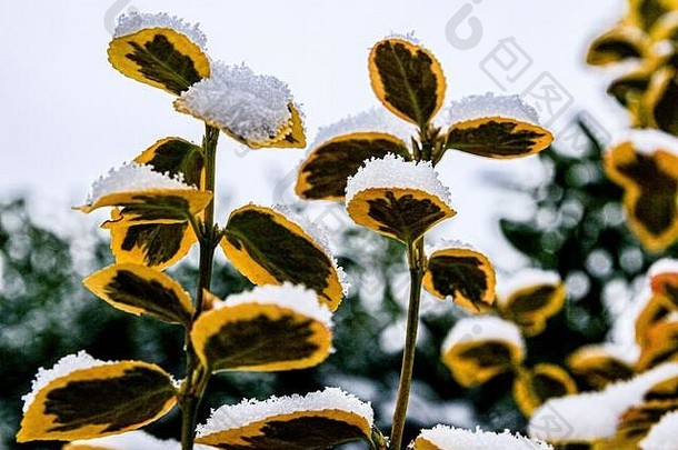 雪精致的花园植物叶子冬天气候背景概念