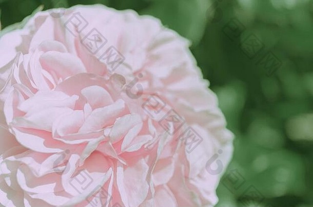 关闭玫瑰花日本古董风格自然背景