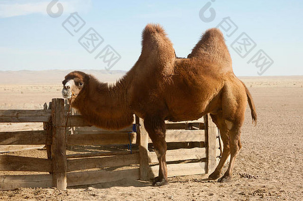 大夏的骆驼大草原蒙古真正的运输游牧