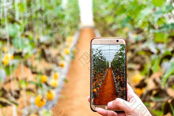 年轻的农民观察照片瓜提起移动电话生态有机现代聪明的农场技术概念农学家农业